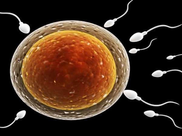 精子等卵子就会生女孩，是真的吗？