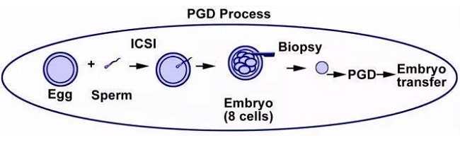 供卵源_深圳可以做供卵试管的地方_试管婴儿什么情况下需要进行PGS和PGD？
